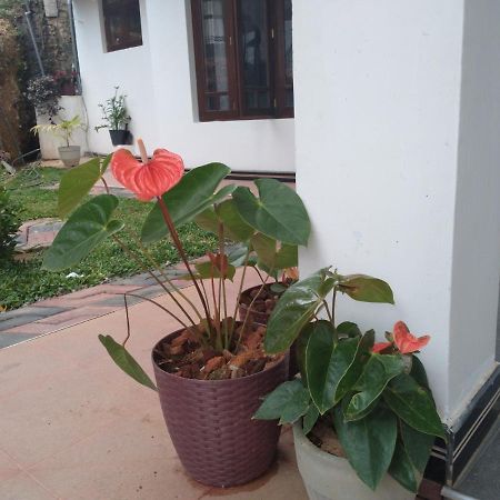 Holly House Homestay エッラ エクステリア 写真