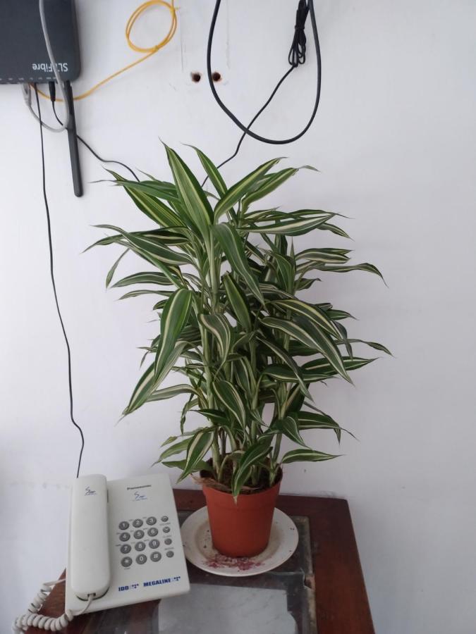 Holly House Homestay エッラ エクステリア 写真